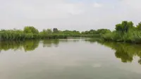 今天人比较少，一起去合阳洽川湿地去看看，bgm桃花渡