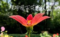 植物园百花齐放季（黑龙江省森林植物园）