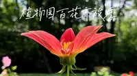 植物园百花齐放季（黑龙江省森林植物园）