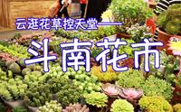 【Vlog】植物控天堂大揭秘！！！带你真云逛云南斗南花市 购花分享