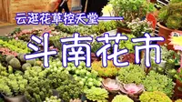 【Vlog】植物控天堂大揭秘！！！带你真云逛云南斗南花市 购花分享