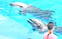 【成都游玩】【成都海昌极地海洋世界】海豚秀 今天你要来点海豚吗