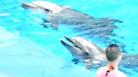 【成都游玩】【成都海昌极地海洋世界】海豚秀 今天你要来点海豚吗