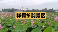 漫步荷花海，品味祥荷乡韵之美