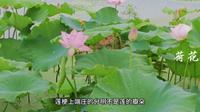 蒙城立仓龙虾荷花节！