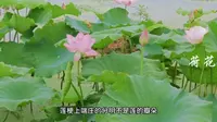蒙城立仓龙虾荷花节！