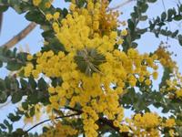 Travel106:成都行（9），亲近花海——我来三圣花乡看花啦