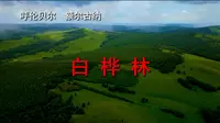 呼伦贝尔额尔古纳白桦林