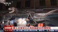 北京 霸王龙骨架化石亮相国家自然博物馆