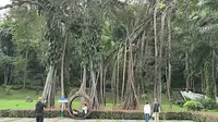 一分半钟 带你游西双版纳独树成林景区