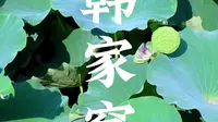 淄博周村韩家窝，夏末的荷花池，花与莲蓬都有