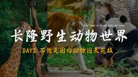广州长隆野生动物世界不愧是国内动物园天花板！！