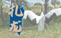 《微游龙江》风光篇之扎龙——黑龙江省群众艺术馆