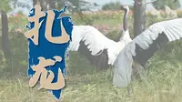 《微游龙江》风光篇之扎龙——黑龙江省群众艺术馆
