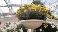菊香人家