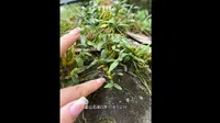 探秘九仙尊霍山石斛基地