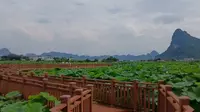 旅居柳州第101天，今天打卡百朋荷花，“荷荷”美美， 愿美好荷你相遇。