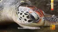 海龟国家级自然保护区-惠州海龟湾