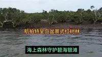 航拍特呈岛盆景式红树林：海上森林守护碧海银滩