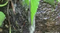 201506下午旅游 浙江省杭州市临安区西天目山风景区内 岩缝山泉