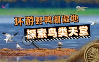 探访野鸭湖湿地：这里的水鸟繁荣兴盛，外国的鸟也从这儿过路！