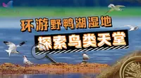 探访野鸭湖湿地：这里的水鸟繁荣兴盛，外国的鸟也从这儿过路！