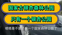 江苏省泰兴市古银杏国家森林公园！！！（泰兴市就只有这一个）