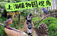 冬季上海植物园观冬候鸟虎斑地鸫魔性抖pp