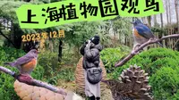 冬季上海植物园观冬候鸟虎斑地鸫魔性抖pp