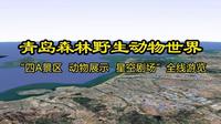 青岛森林野生动物世界“四A景区 动物展示 星空剧场” #青岛森林野生动物世界
