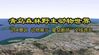 青岛森林野生动物世界“四A景区 动物展示 星空剧场” #青岛森林野生动物世界