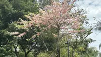 厦门万石植物园百花厅前～粉花腊肠树