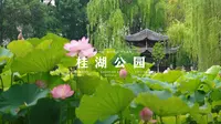 新都桂湖公园｜电视剧里的赏荷古风天花板