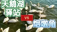 【表白圣地】威海荣成天鹅湖攻略