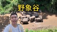 我们在野象谷看到了大象！