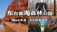12月限定｜东台黄海森林公园｜一碗鲜掉眉毛的东台鱼汤面｜沉浸式体验森林木屋