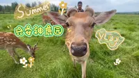 20230801兴安神鹿园｛小精灵一样的鹿啊｝