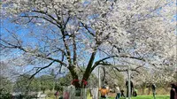 汶川县无忧谷景区﹣尾叶樱，中国特有的原生樱花品种。树上悬挂的风铃随风悦鸣。