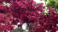 桂林植物园Guilin Botanical Garden