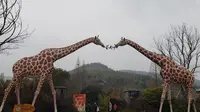 亲子游好去处，位于竹林中的湖州长颈鹿庄园，你心动了吗？