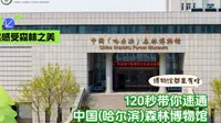 这个冬天，来中国（哈尔滨）森林博物馆感受自然之美吧～