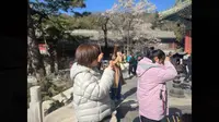 潭柘寺踏青