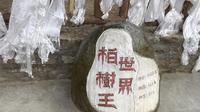 世界柏树王，林芝市区闲逛，林芝自然博物馆关门
