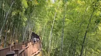 游宜兴竹海，感受华东第一竹海的美