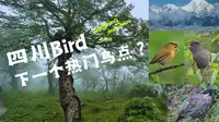 四川下一个热门鸟点？王岗坪