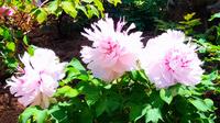 云南武定狮子山牡丹，品种多样，名冠西南。