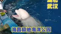参观武汉海昌极地海洋公园，国家4A景区，场馆面积超过6万平方米