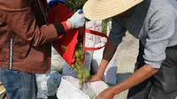 丰收·黄袍山油茶 之 采摘油茶果 #花果同枝异象