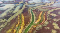 东营黄河口红滩湿地