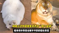 神雕山动物园被集体养成煤气罐罐，奇珍异兽也被爷爷奶奶轻松拿捏